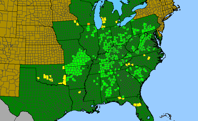 The range of Euphorbia commutata